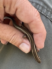 Plestiodon skiltonianus skiltonianus