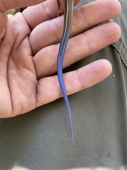 Plestiodon skiltonianus skiltonianus