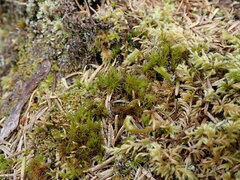 Dicranum fuscescens