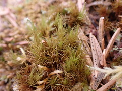 Dicranum fuscescens