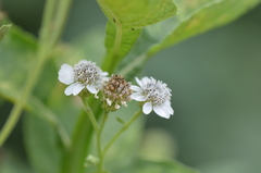 Verbesina microptera