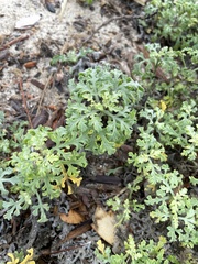 Ambrosia chamissonis