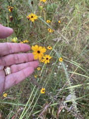 Coreopsis linifolia