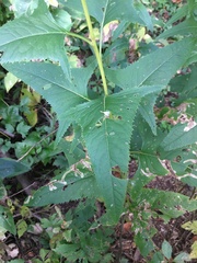 Hasteola suaveolens