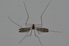 Eumicrotipula