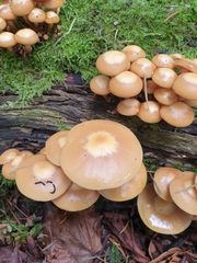 Kuehneromyces