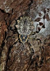 Herennia multipuncta