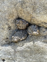 Pseudacris cadaverina