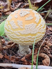 Amanita