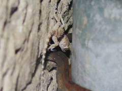 Tenuidactylus caspius