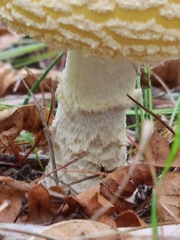 Amanita