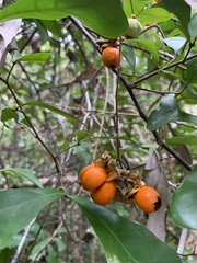 Cupaniopsis wadsworthii