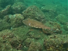 Sphoeroides lobatus