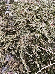 Hypnum cupressiforme