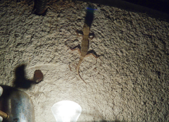Tenuidactylus caspius