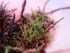 Takakia ceratophylla