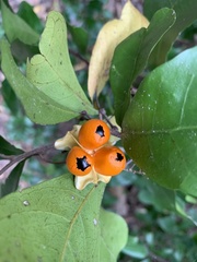 Cupaniopsis wadsworthii