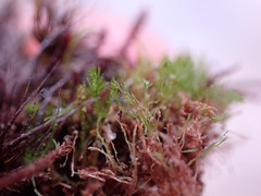 Takakia ceratophylla