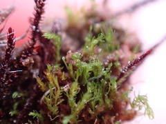 Takakia ceratophylla