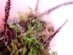 Takakia ceratophylla
