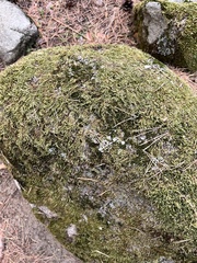 Hypnum cupressiforme