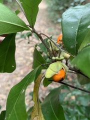 Cupaniopsis wadsworthii