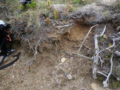 Takakia ceratophylla