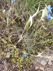 Commelina dianthifolia