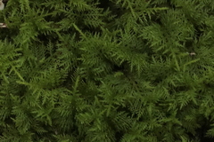 Thuidium tamariscinum