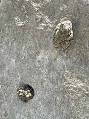 Pseudacris cadaverina