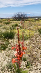 Watsonia meriana
