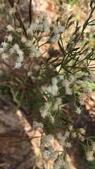 Eupatorium hyssopifolium