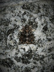 Callopistria latreillei