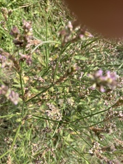 Verbena brasiliensis
