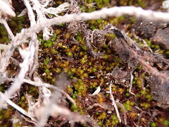 Takakia ceratophylla