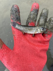 Fundulus grandis