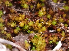 Takakia ceratophylla