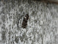 Callopistria latreillei