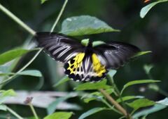 Troides minos