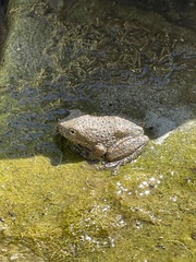 Pseudacris cadaverina