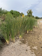 Typha domingensis