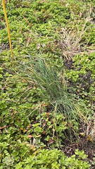 Allium vineale