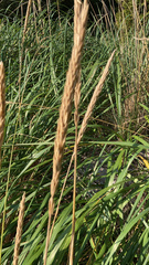 Leymus mollis