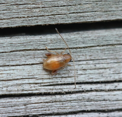 Chrysomelidae