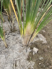 Typha domingensis