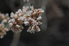 Eriogonum nummulare