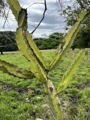 Hylocereeae