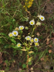 Erigeron annuus
