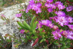 Ruschia macowanii