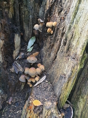 Coprinellus micaceus